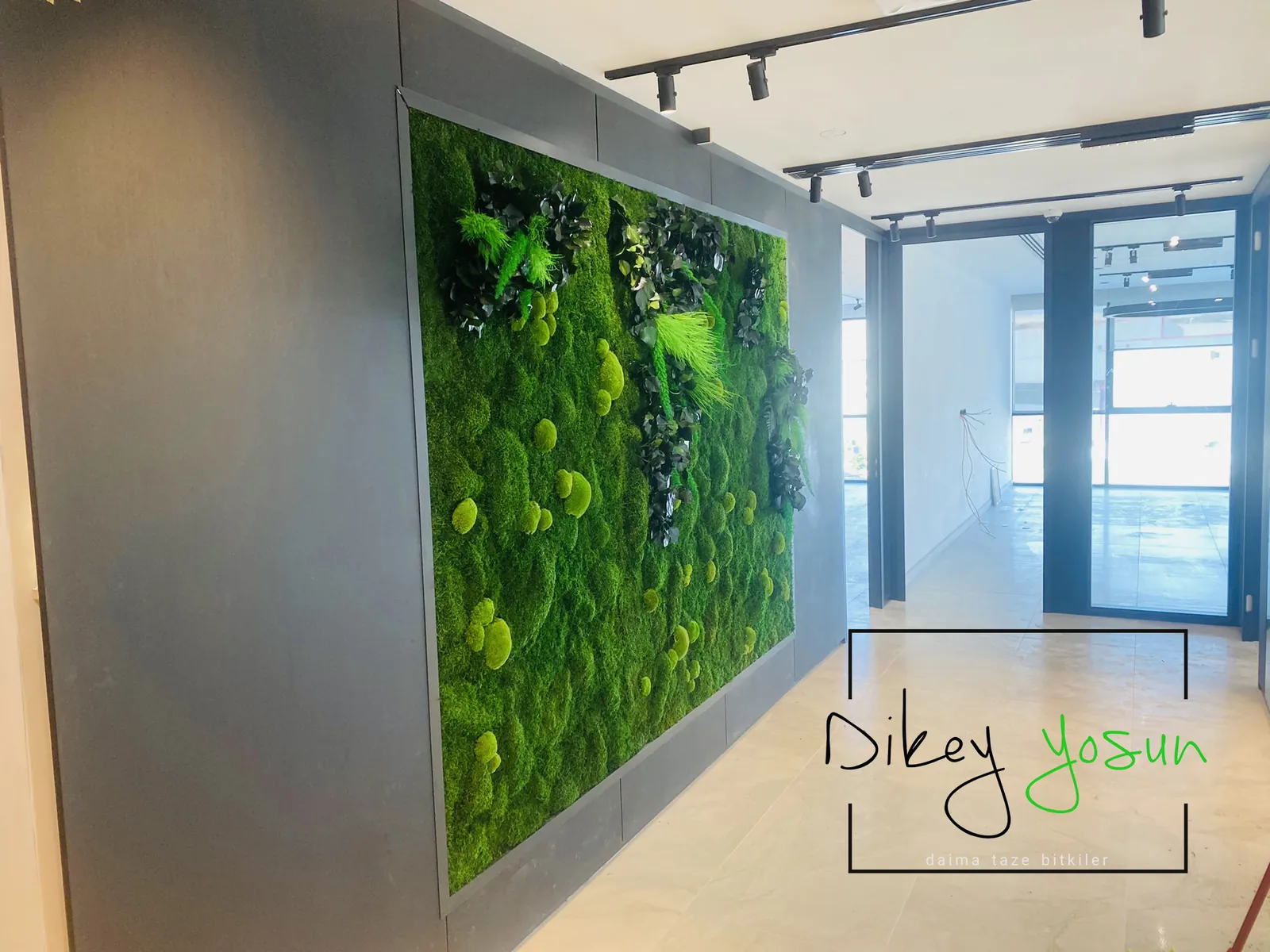 Ofis resepsiyonunda stabilize yosun duvar uygulaması