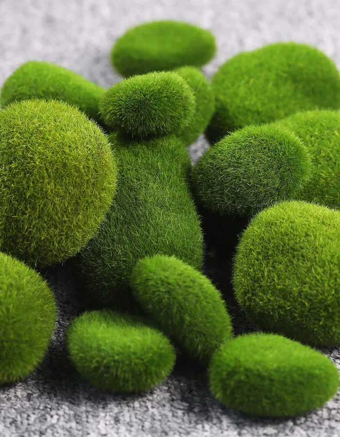 ballmoss toptan satis1 - Dikey Yosun