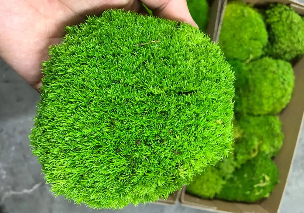 ball-moss-toptan-satış Ball Moss