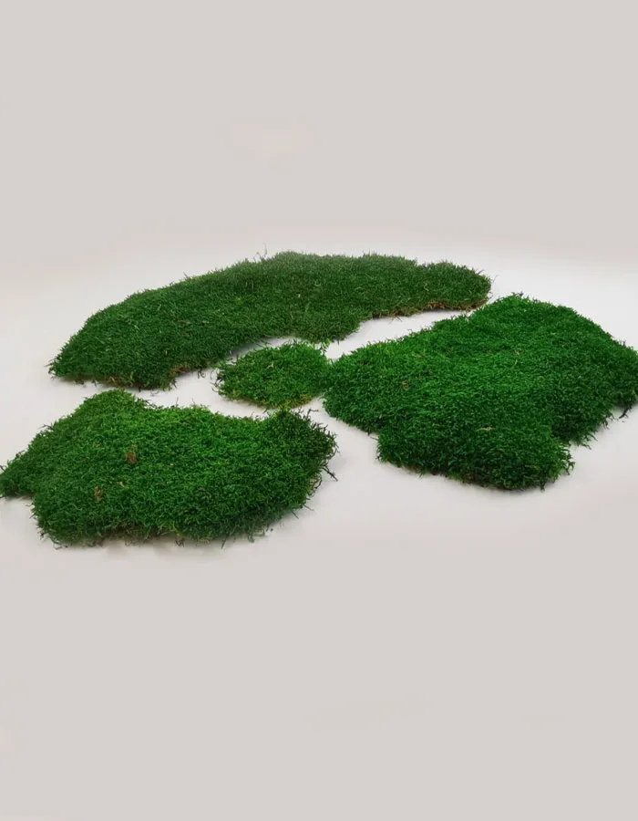 Flat Moss yakın çekim