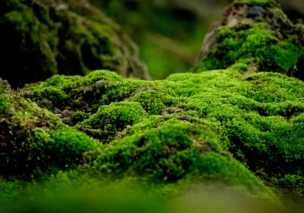 flat-moss-toptan-satış Flat Moss