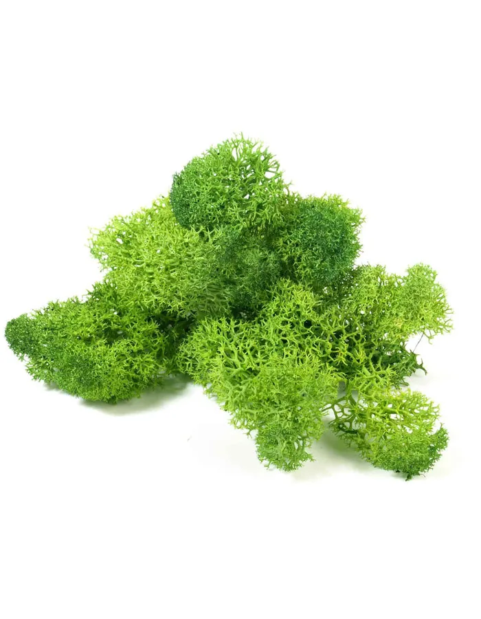 Reindeer Moss yakın çekim
